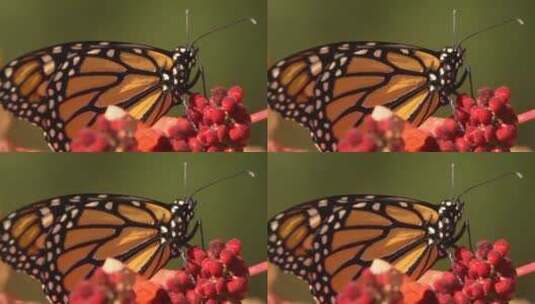 蝴蝶飞行慢动作高清在线视频素材下载