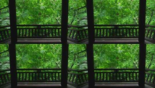 杭州虎跑 下雨天亭子前的绿色枫树叶高清在线视频素材下载