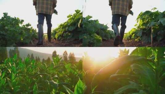 烟草种植高清在线视频素材下载