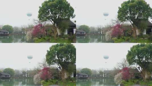 初春江南湿地庭院梅花盛开季节杭州西溪湿地高清在线视频素材下载