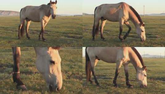 清晨草原吃草的马高清在线视频素材下载