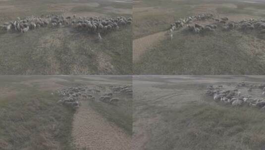 航拍吃草的羊群高清在线视频素材下载