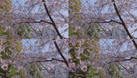 陆家嘴上海中心大厦春天盛开的樱花高清在线视频素材下载