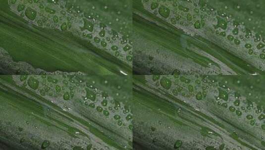 雨后小草植物上的水珠近景高清在线视频素材下载
