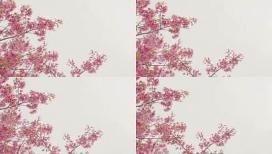 樱花樱花飘落素材Prores422高清在线视频素材下载
