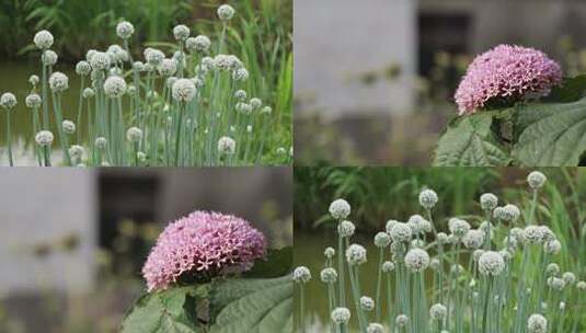 花朵洋葱花实拍镜头高清在线视频素材下载