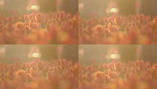 济南泉城广场郁金香花开正旺，红黄相间高清在线视频素材下载