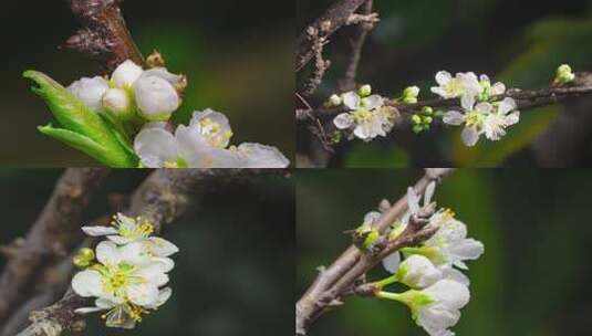 白色樱花盛开花朵开放延时摄影春天来了高清在线视频素材下载