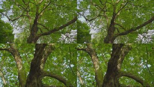 森林唯美阳光森林树叶高清在线视频素材下载