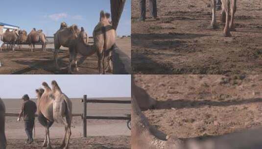 Y1内蒙古乌兰察布四子王旗骆驼场高清在线视频素材下载