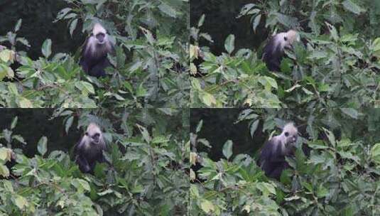 Z 4K 广西桂西白头叶猴吃树叶2高清在线视频素材下载