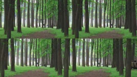 唯美生态环境幽静的森林高清在线视频素材下载
