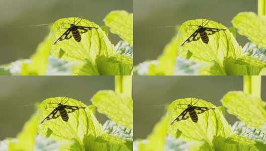 春天薄荷叶上的昆虫蝴蝶飞蛾子高清在线视频素材下载