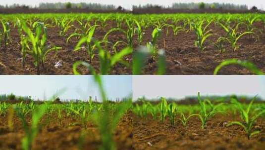 玉米苗高粱苗庄稼杂粮农作物特写高清在线视频素材下载