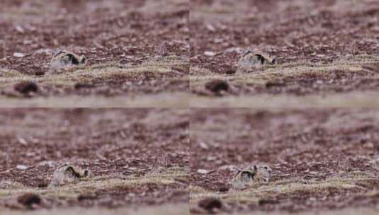 4K高清实拍高原野生动物狐狸狼高清在线视频素材下载