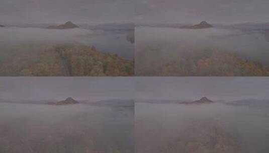 森林中的迷雾群高清在线视频素材下载