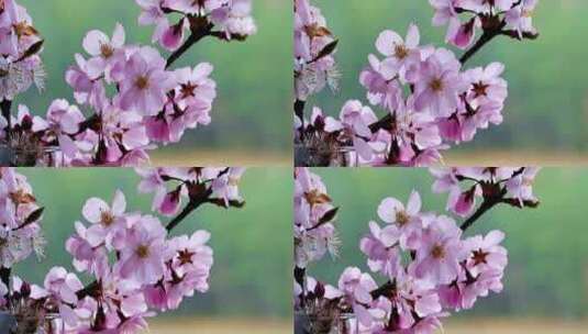 桃花朵朵开高清在线视频素材下载