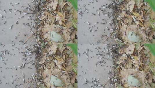 蚂蚁飞蚁忙碌爬行迁徙密集高清在线视频素材下载