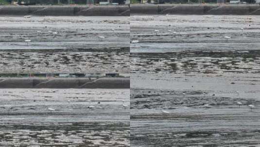 北岐滩涂湿地航拍空镜高清在线视频素材下载