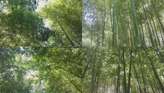 大风中的竹林高清在线视频素材下载