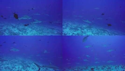 大海里的鱼群高清在线视频素材下载