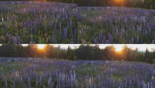 日落时美丽的羽扇豆花田，背景是山脉，麦高清在线视频素材下载
