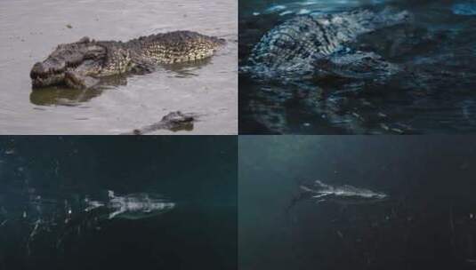 【合集】鳄鱼水里游泳漂浮水面高清在线视频素材下载