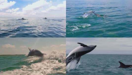 【合集】海豚 海洋天使 海洋生物 海豚跳跃高清在线视频素材下载