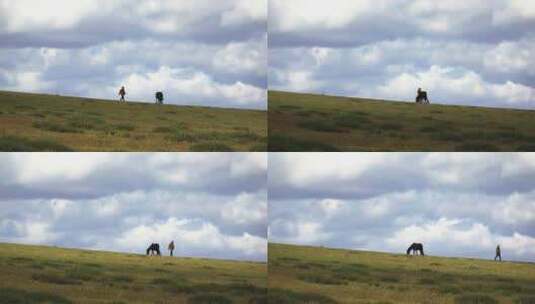 内蒙古草原上的牛在放牧高清在线视频素材下载
