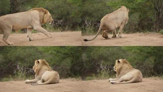 孤独的雄狮行走，坐在土路上，跟踪拍摄。高清在线视频素材下载