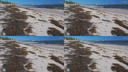 热带海滩上的马尾藻高清在线视频素材下载