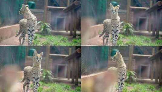 动物园里一只非洲猫的宽镜头高清在线视频素材下载