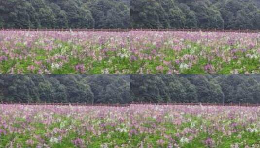 高清特写拍摄五颜六色花丛高清在线视频素材下载