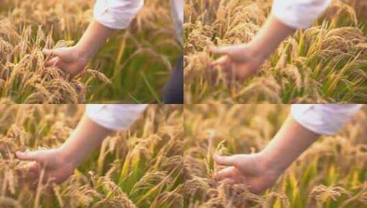 稻穗 水稻高清在线视频素材下载