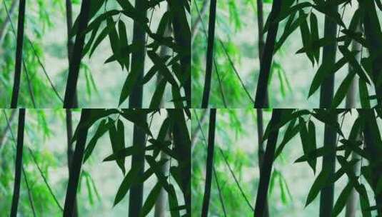 竹林风景高清在线视频素材下载