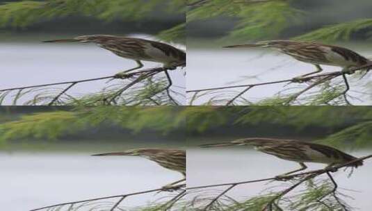 在树枝上栖息的池鹭升格镜头高清在线视频素材下载