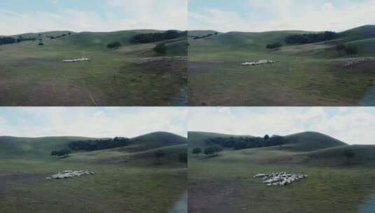 草原羊群放牧高清在线视频素材下载