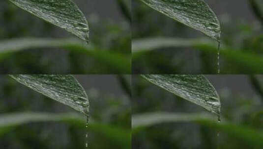 雨水从叶子上滴下来高清在线视频素材下载