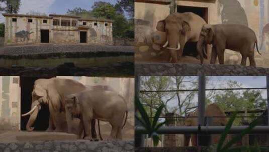 2023广州动物园游览大象高清在线视频素材下载