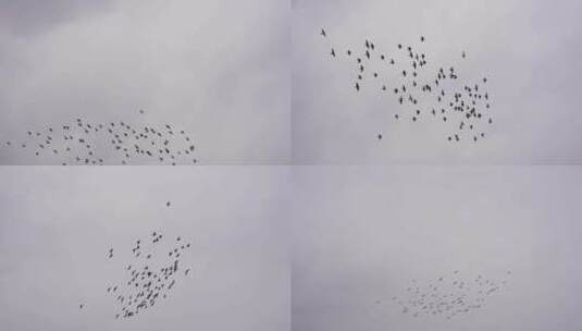 阴天鸽子仰拍天空一群鸽子飞过屋顶飞鸟飞行高清在线视频素材下载
