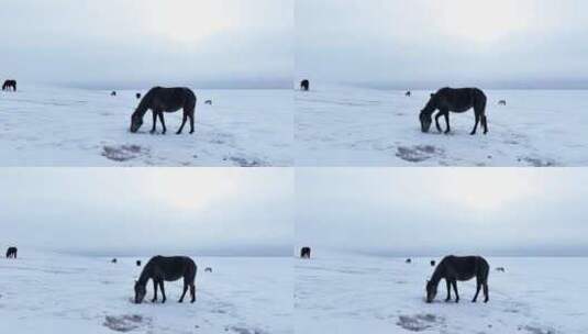 蒙古马雪原觅食 呼伦贝尔大雪原高清在线视频素材下载