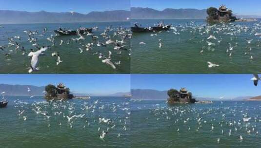 云南洱海海鸥成群结队飞行蓝天下高清在线视频素材下载