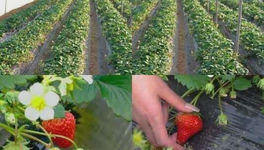大棚草莓 大棚草莓高清在线视频素材下载