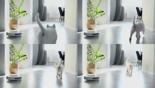 一只白色瑞士牧羊犬小狗开玩笑地对机器人吸高清在线视频素材下载