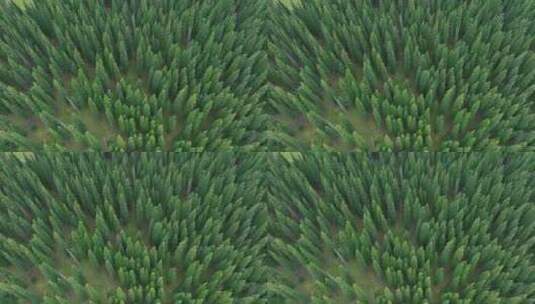 俯拍森林树木高清在线视频素材下载