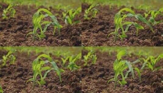 春天种植播种嫩芽发芽嫩苗高清在线视频素材下载