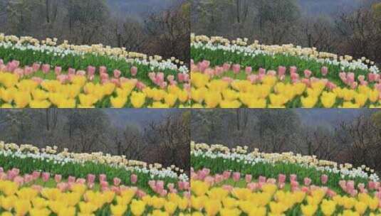 春天郁金香花丛盛开画面特写高清在线视频素材下载