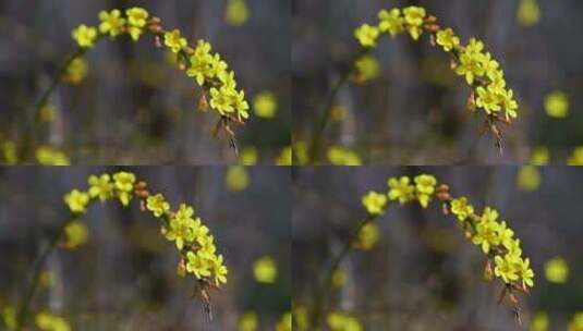 春天盛开的黄色迎春花花朵特写高清在线视频素材下载