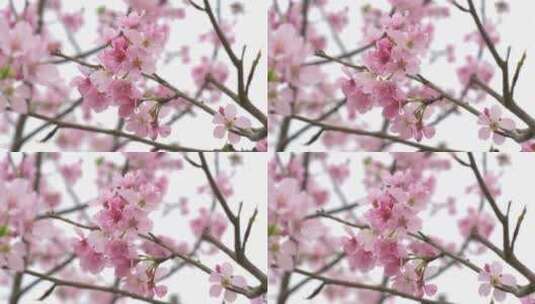 樱花花瓣花朵盛开高清在线视频素材下载