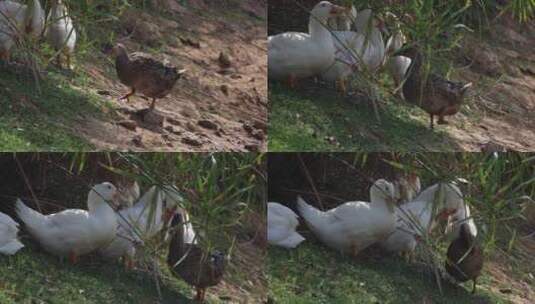 鸭子 红树林 湿地 禽类高清在线视频素材下载